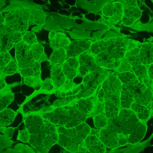 foto di Microscopio a fluorescenza invertito MAGUS Lum V500L,  17