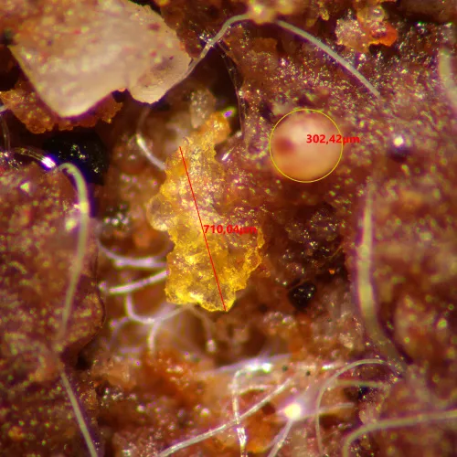 figura di Microscopio stereoscopico MAGUS Stereo A10,  15