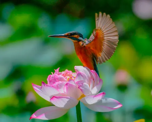 figura di Fototelescopio Levenhuk Kelvin MAK60 mini AZ,  14