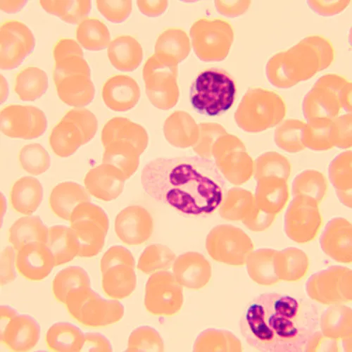 figura di Microscopio biologico digitale MAGUS Bio D250T,  27