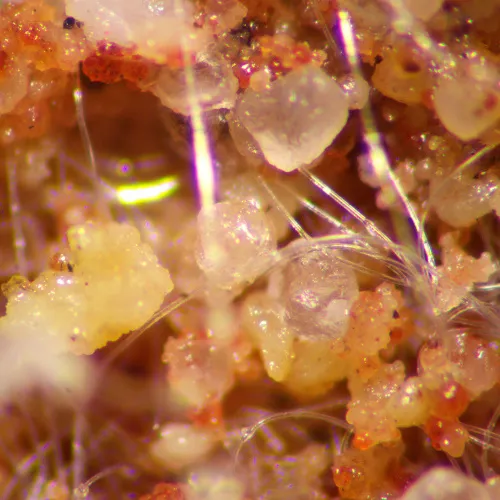 foto di Microscopio stereoscopico MAGUS Stereo A8,  16