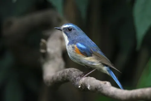 immagine di Fototelescopio Levenhuk Kelvin MAK80 AZ,  15