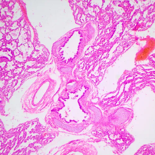 foto di Microscopio biologico MAGUS Bio 240B,  24