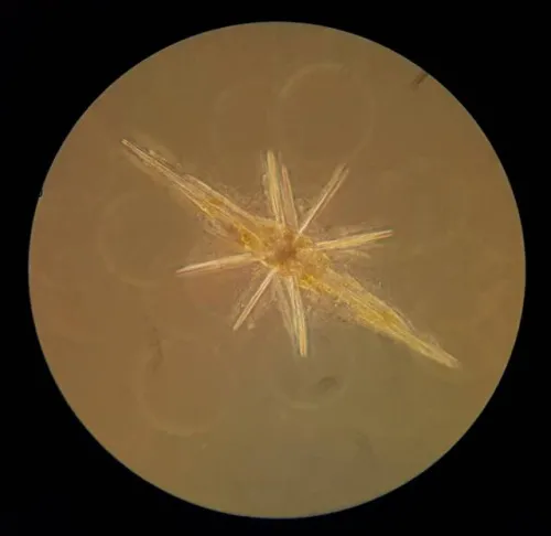 figura di Microscopio da campo Bresser Science XPD-101,  4