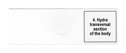 figura di Set di micropreparati Levenhuk Discovery Prof DPS 5. “La vita in una goccia d’acqua”,  8