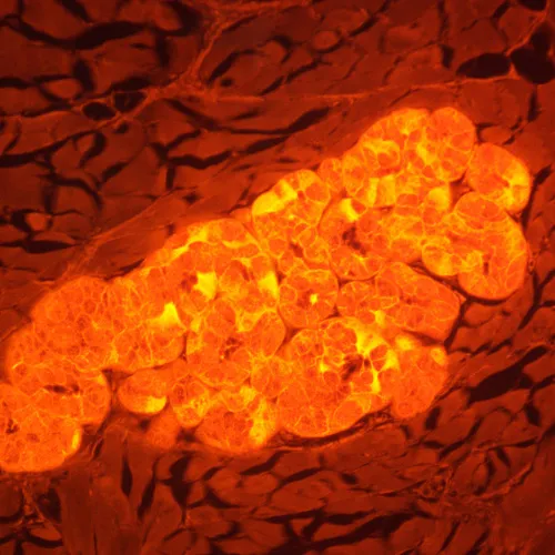 fotografia di Microscopio a fluorescenza digitale MAGUS Lum D470L,  29