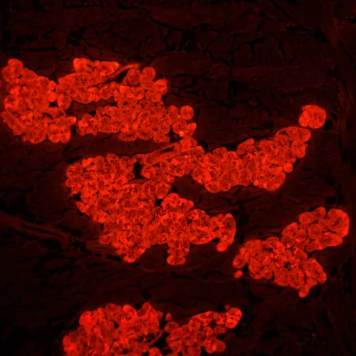 fotografia di Microscopio a fluorescenza MAGUS Lum 450L,  24