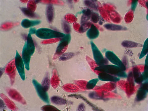 immagine di Set di vetrini preparati Levenhuk N38 NG,  12