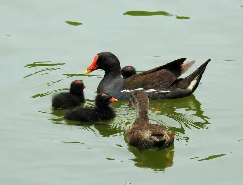 immagine di Fototelescopio Levenhuk Kelvin MAK80 AZ,  17