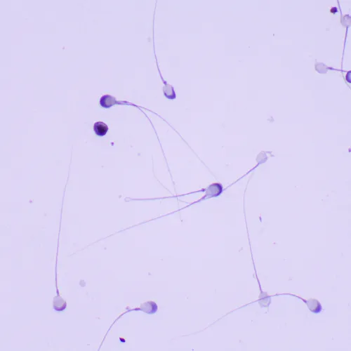 foto di Microscopio biologico MAGUS Bio 260T,  23