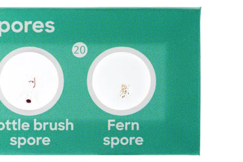 figura di Levenhuk Discovery Flora Set con 12 vetrini preparati,  4