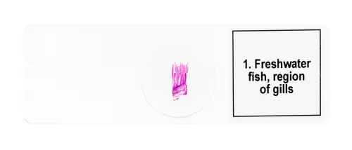 figura di Set di micropreparati Levenhuk Discovery Prof DPS 5. “Mondo anfibio”,  7