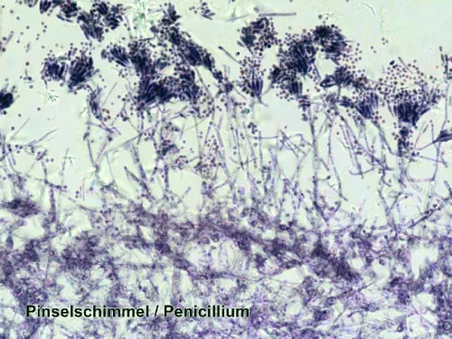 fotografia di Set di Vetrini Preparati Bresser 100 pezzi con Scatola,  7