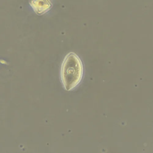 immagine di Dispositivo a contrasto di fase MAGUS SPH360, con insieme di obiettivi Plan S-Apo Ph 4х/10х/20х/40х/60х H60 mm,  18
