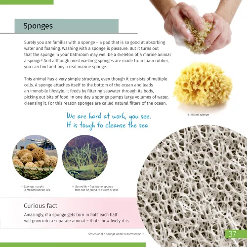 figura di Spazio. Microcosmo. Libro educativo in 2 volumi, copertina rigida,  11