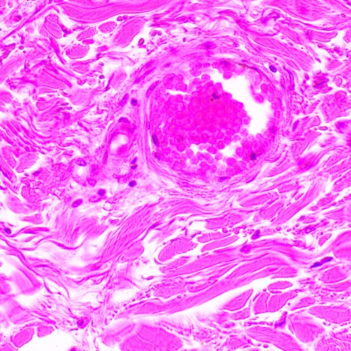 fotografia di Microscopio biologico MAGUS Bio 290T,  24