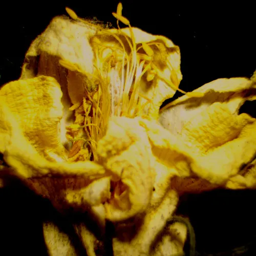 figura di Microscopio stereoscopico MAGUS Stereo 9T,  23