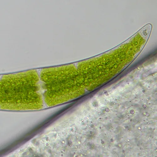 immagine di Microscopio Bresser Researcher Trino 40–1000x,  16