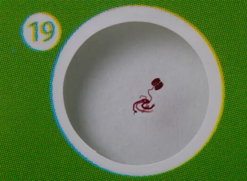 foto di Levenhuk LabZZ CP24 Set di vetrini preparati Piante e Animali,  10