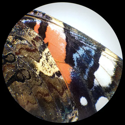 immagine di Microscopio a luce trasmessa e incidente BRESSER Analyth STR 10x - 40x,  6