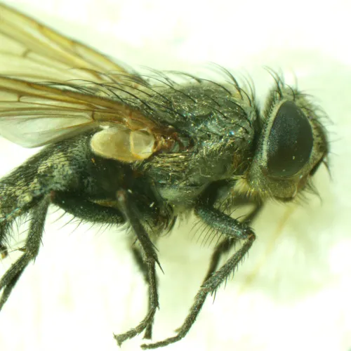 figura di Microscopio stereoscopico MAGUS Stereo A6,  15