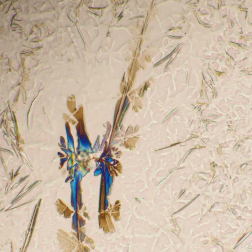 fotografia di Microscopio biologico MAGUS Bio 290T,  25