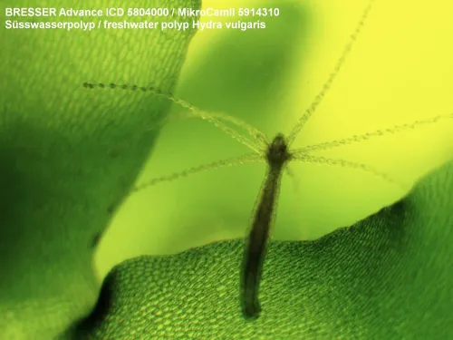 fotografia di Microscopio Bresser Advance ICD 10–160x,  5