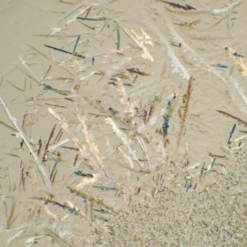 immagine di Microscopio biologico MAGUS Bio 230B,  23