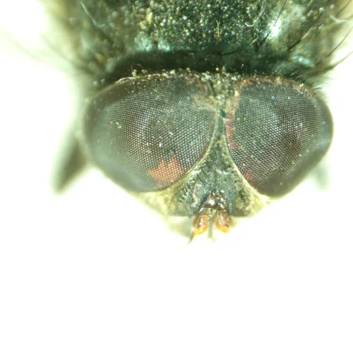 foto di Microscopio stereoscopico MAGUS Stereo A8,  14