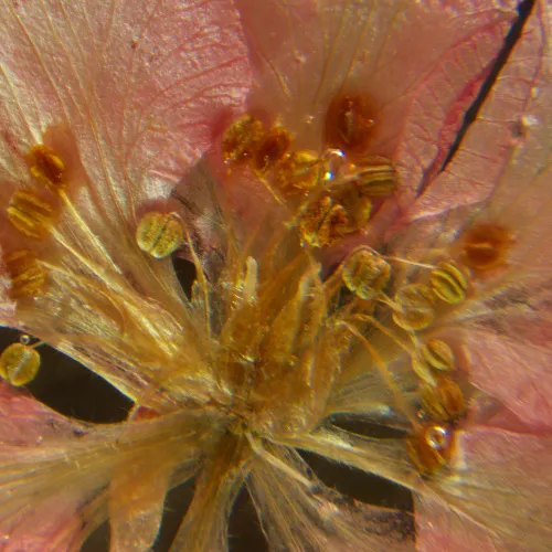 figura di Microscopio stereoscopico MAGUS Stereo A6,  16