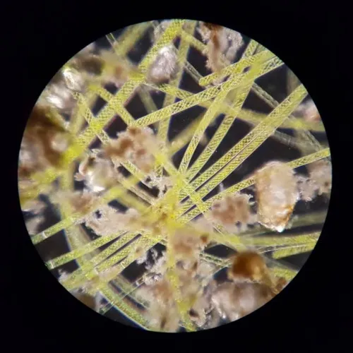 figura di Microscopio da campo Bresser Science XPD-101,  5