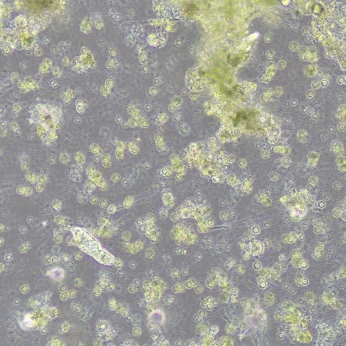 immagine di Dispositivo a contrasto di fase MAGUS SPH360, con insieme di obiettivi Plan S-Apo Ph 4х/10х/20х/40х/60х H60 mm,  15