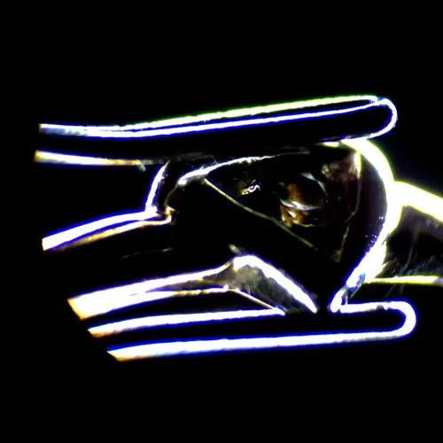 immagine di Microscopio stereoscopico digitale MAGUS Stereo D7T LCD PLUS,  6