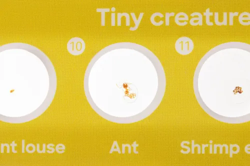 fotografia di Levenhuk Discovery Fauna Set con 12 vetrini preparati,  6