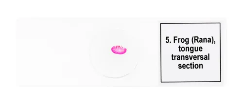 figura di Set di micropreparati Levenhuk Discovery Prof DPS 5. “Mondo anfibio”,  8