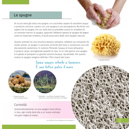 figura di Mondo invisibile. Libro educativo. Copertina rigida,  10