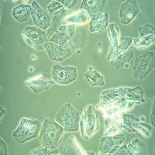 fotografia di Microscopio biologico invertito MAGUS Bio V360,  23