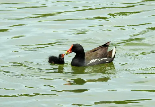 foto di Fototelescopio Levenhuk Kelvin MAK127 AZ GOTO Wi-Fi,  14