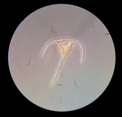 figura di Microscopio da campo Bresser Science XPD-101,  3