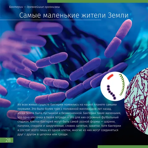 immagine di Mondo invisibile. Libro educativo,  5