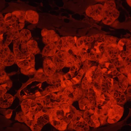 fotografia di Microscopio a fluorescenza invertito digitale MAGUS Lum VD500L,  23