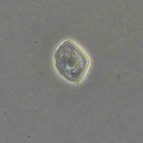 immagine di Dispositivo a contrasto di fase MAGUS SPH360, con insieme di obiettivi Plan S-Apo Ph 4х/10х/20х/40х/60х H60 mm,  17