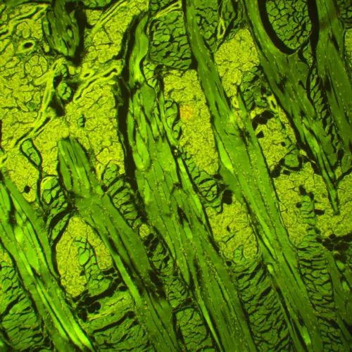 fotografia di Microscopio a fluorescenza MAGUS Lum 460L,  21
