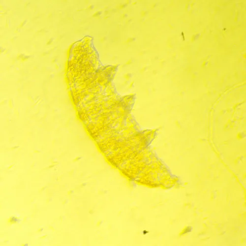 foto di Microscopio biologico invertito MAGUS Bio V350,  19