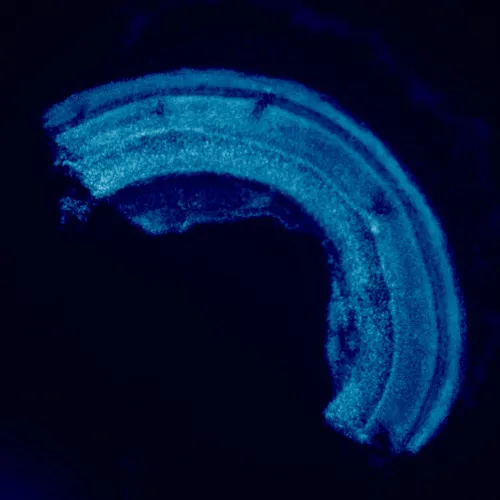 fotografia di Microscopio a fluorescenza MAGUS Lum 460L,  23