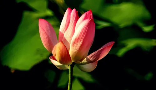 foto di Fototelescopio Levenhuk Kelvin MAK127 AZ GOTO Wi-Fi,  15