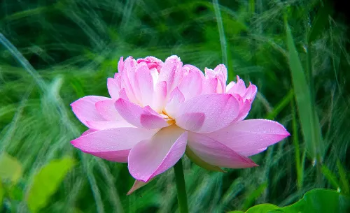 immagine di Fototelescopio Levenhuk Kelvin MAK80 AZ,  18