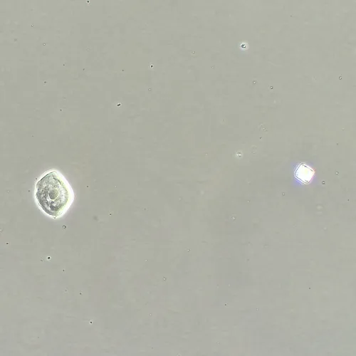 immagine di Dispositivo a contrasto di fase MAGUS SPH360, con insieme di obiettivi Plan S-Apo Ph 4х/10х/20х/40х/60х H60 mm,  16