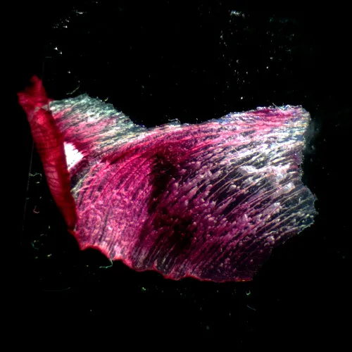 immagine di Microscopio stereoscopico MAGUS Stereo A18T,  3