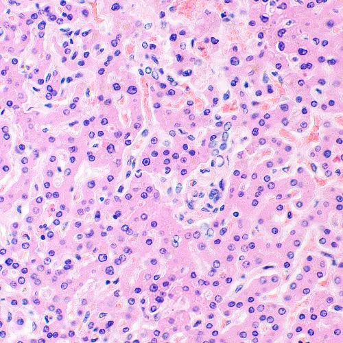 foto di Microscopio biologico digitale MAGUS Bio D290T LCD,  34